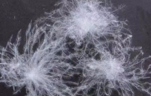 越来越贵的波司登 能否守住“质量”这道底线