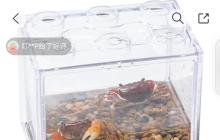 螃蟹当顶流，又是被“颠”咚买菜硬控的一天